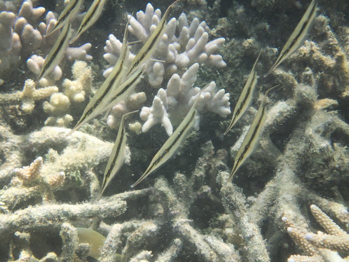 Aeoliscus strigatus