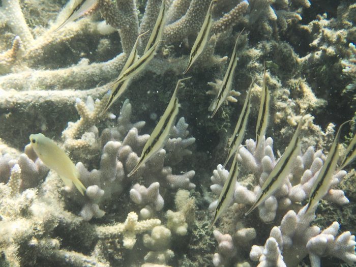 Aeoliscus strigatus