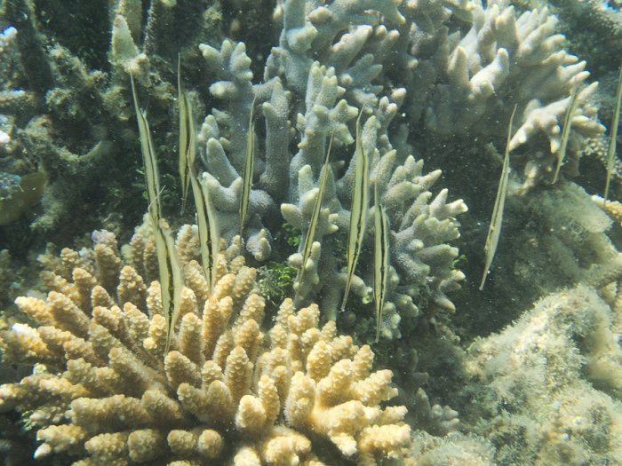 Aeoliscus strigatus