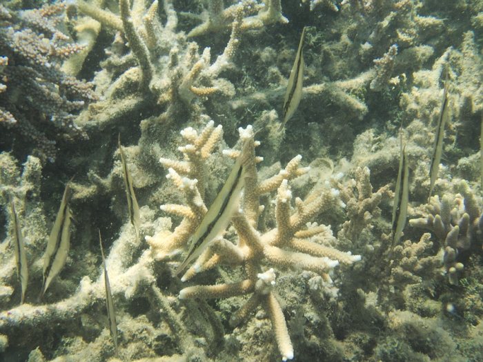Aeoliscus strigatus
