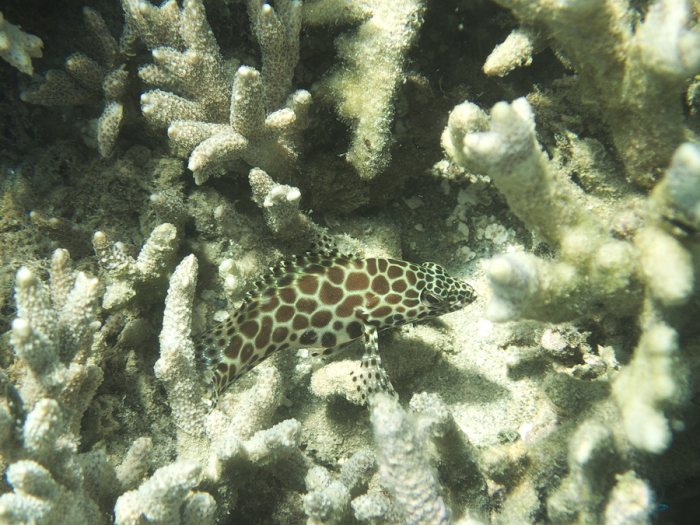 Epinephelus merra