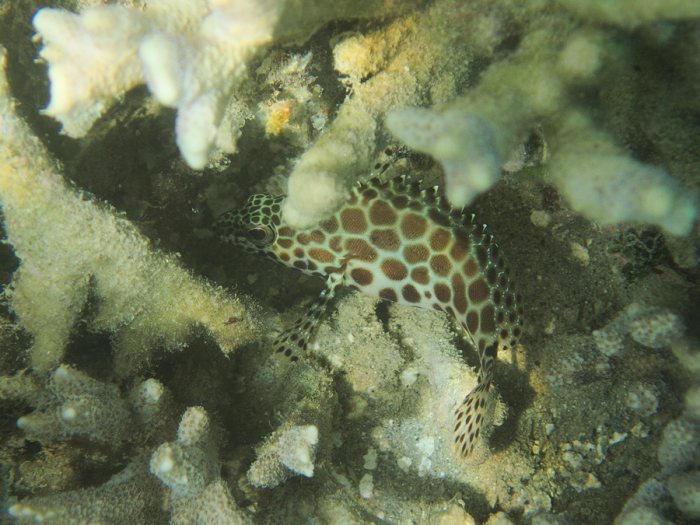 Epinephelus merra