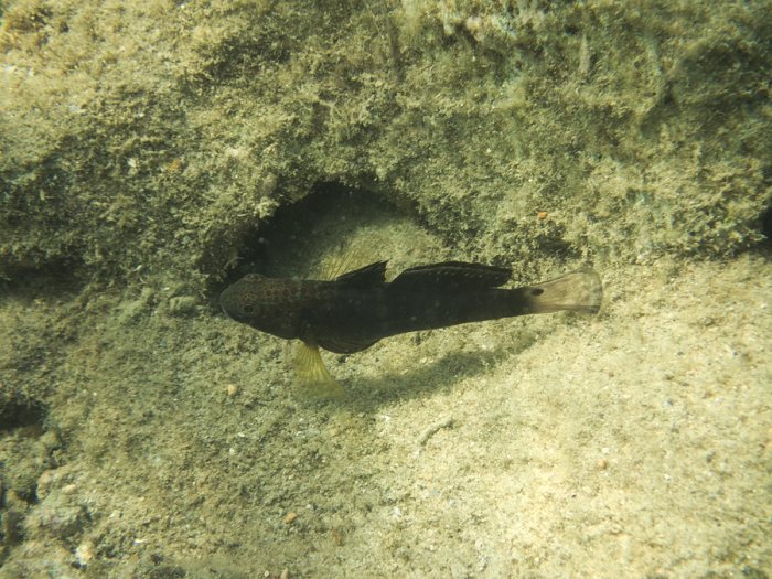 Amblygobius phalaena