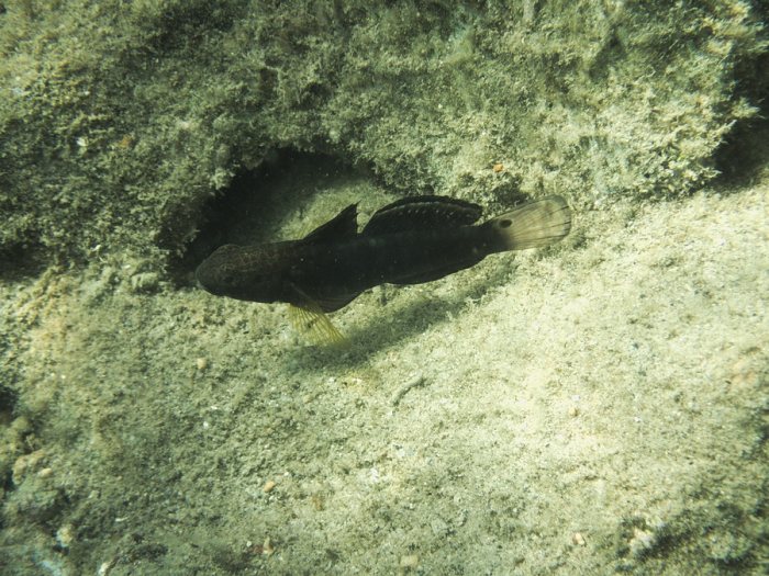 Amblygobius phalaena