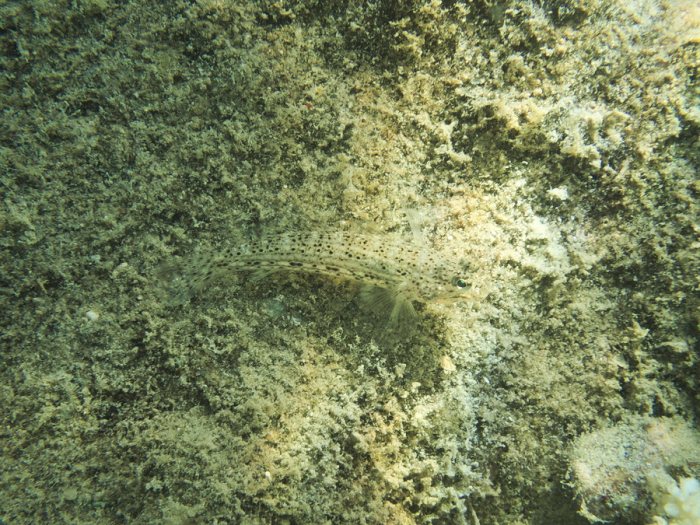 Istigobius decoratus