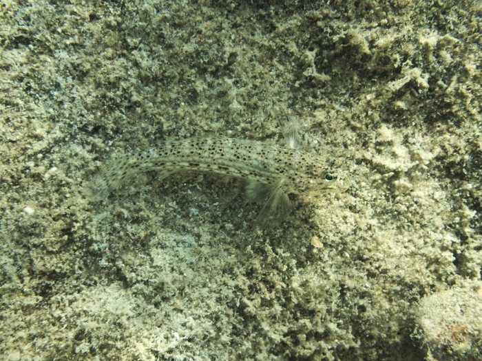 Istigobius decoratus