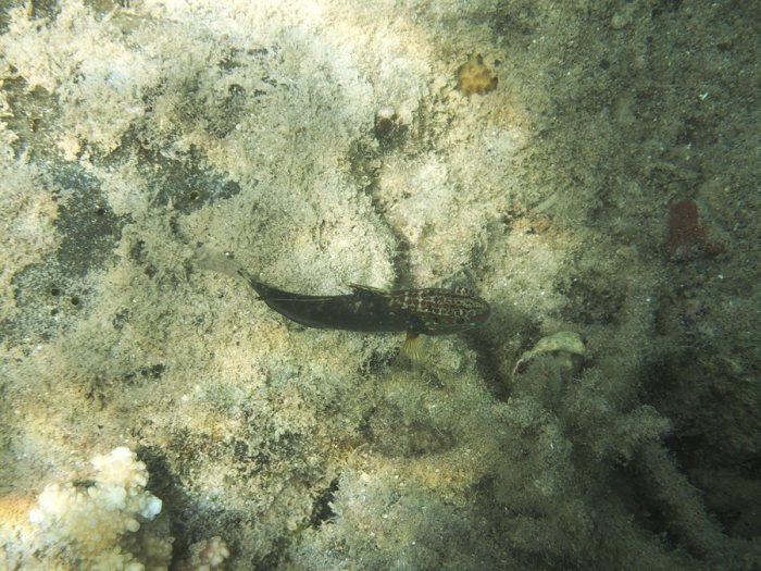 Amblygobius phalaena
