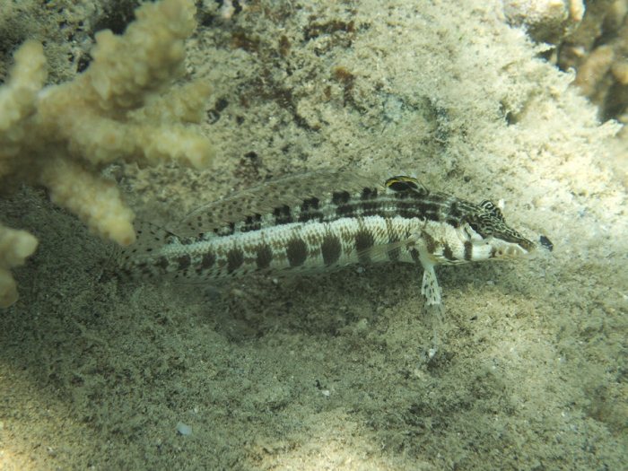 Parapercis australis