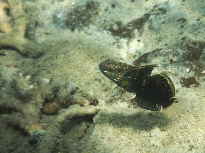 Amblygobius phalaena