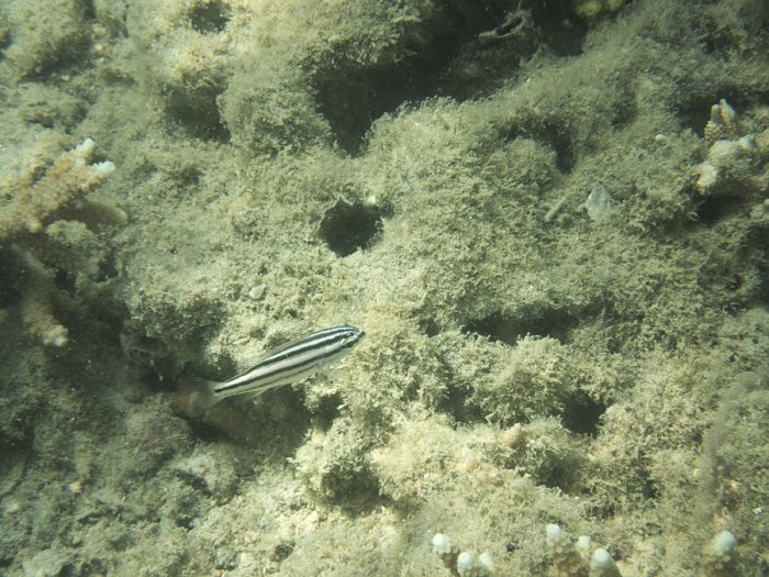 Ostorhinchus taeniophorus