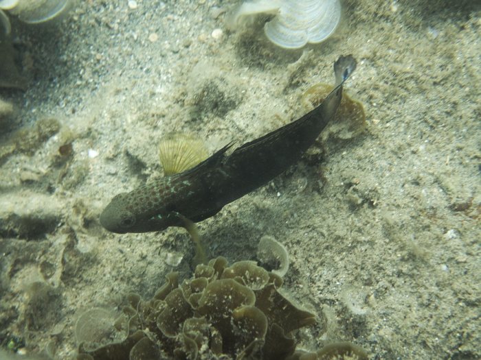 Amblygobius phalaena