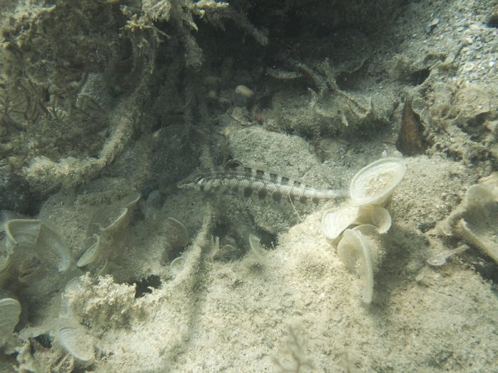 Parapercis australis
