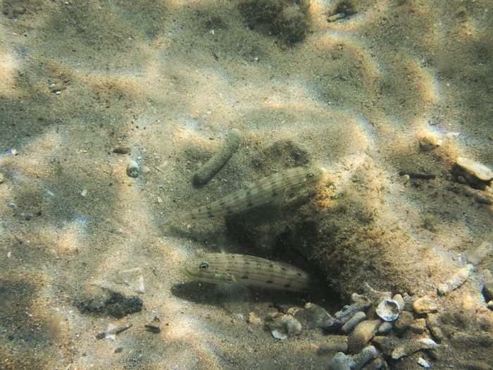 Valenciennea longipinnis