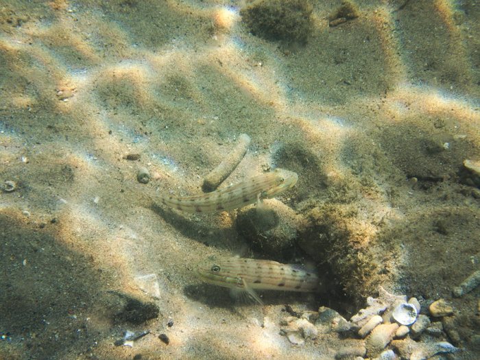 Valenciennea longipinnis