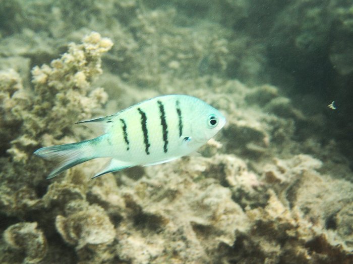 Abudefduf whitleyi