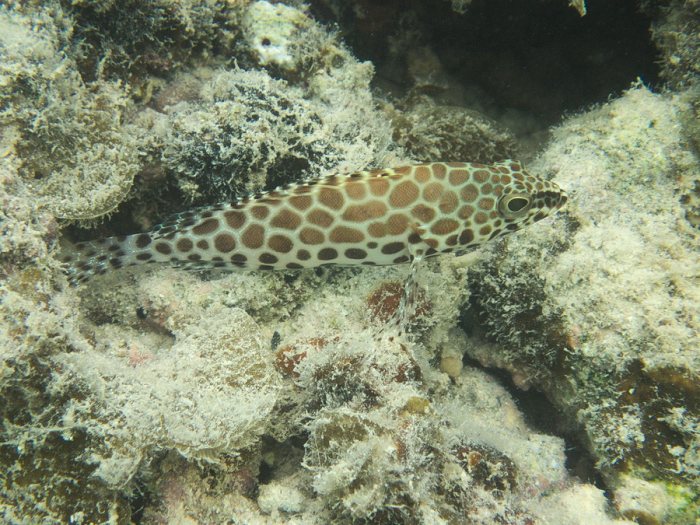 Epinephelus merra