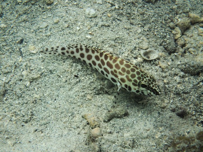 Epinephelus merra