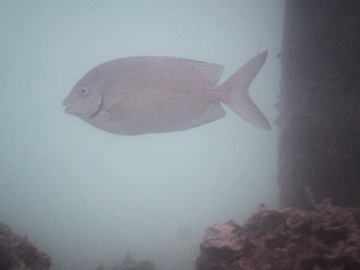 Siganus punctatus