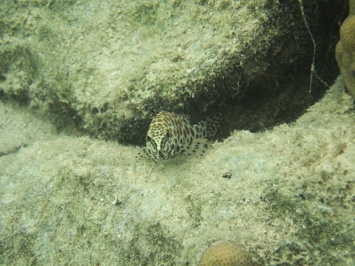 Epinephelus merra