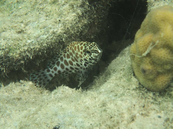Epinephelus merra