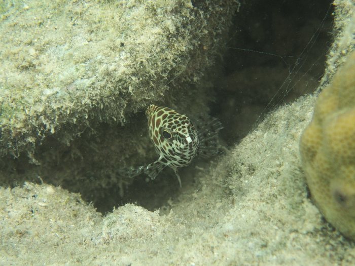 Epinephelus merra