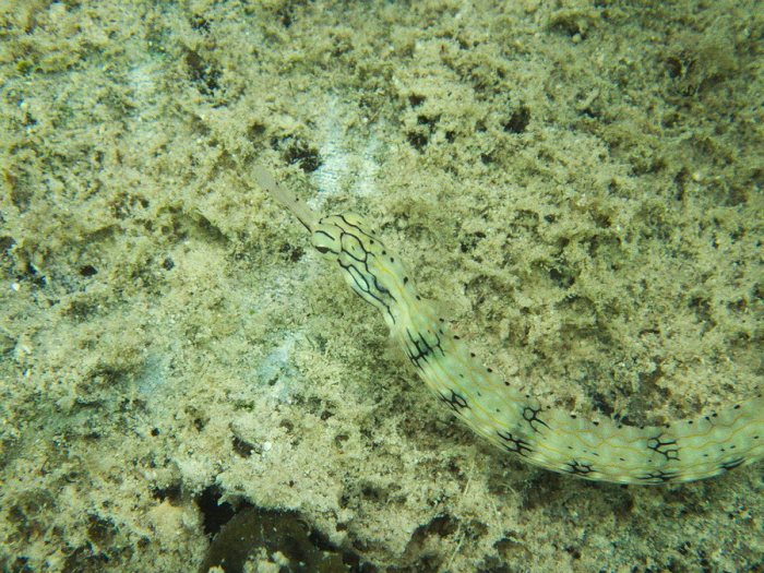 Corythoichthys haematopterus