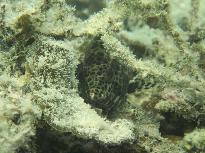 Epinephelus merra