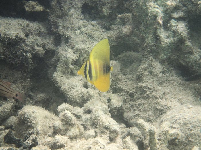 Zebrasoma velifer