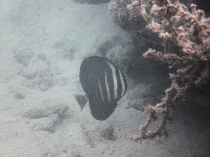 Zebrasoma velifer