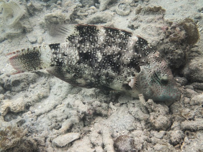 Cheilinus chlorourus