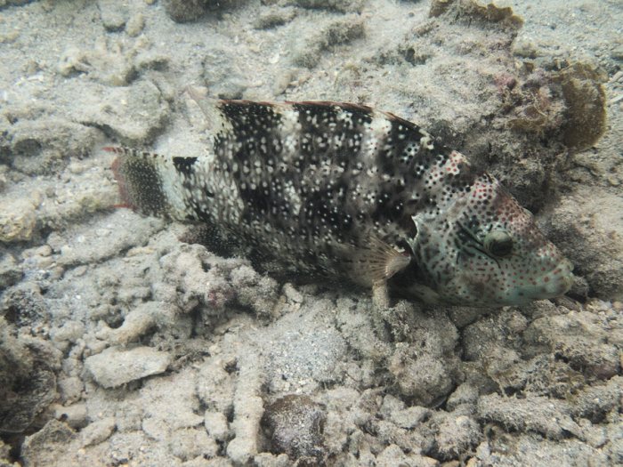 Cheilinus chlorourus