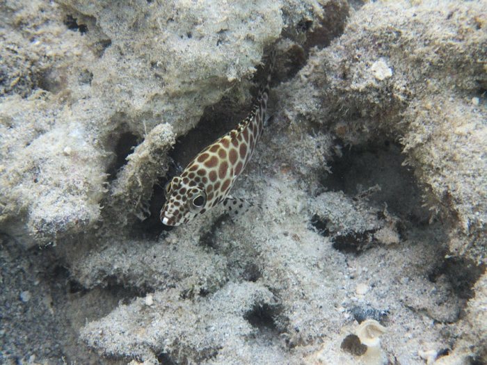 Epinephelus merra
