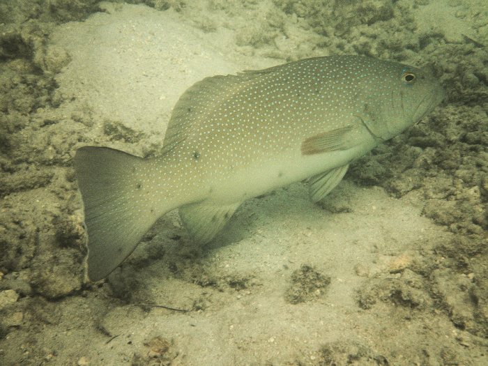 Plectropomus leopardus