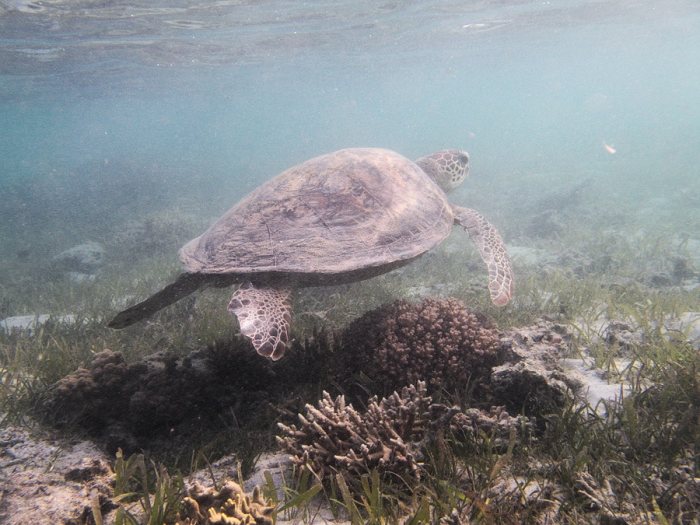 Chelonia mydas (tortue verte)