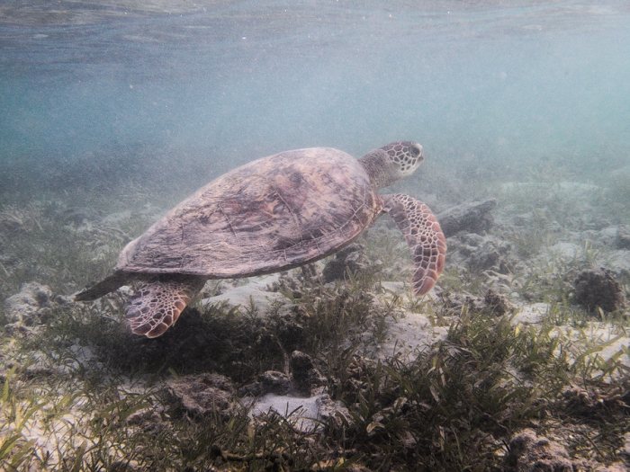 Chelonia mydas (tortue verte)