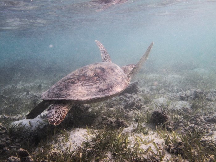 Chelonia mydas (tortue verte)