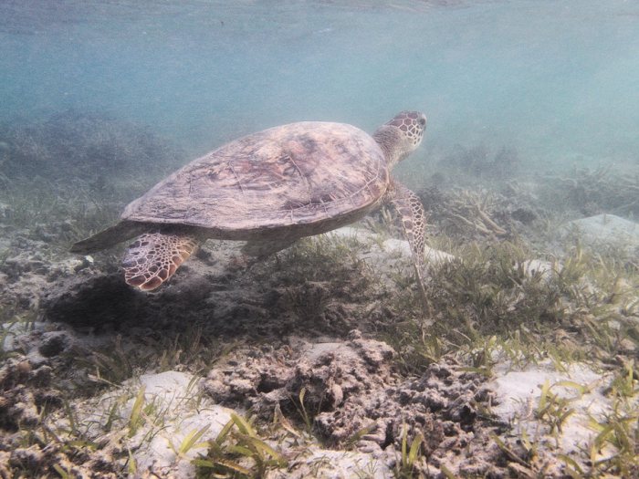Chelonia mydas (tortue verte)