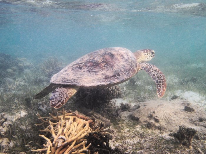 Chelonia mydas (tortue verte)