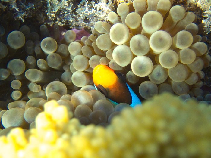 Amphiprion akindynos