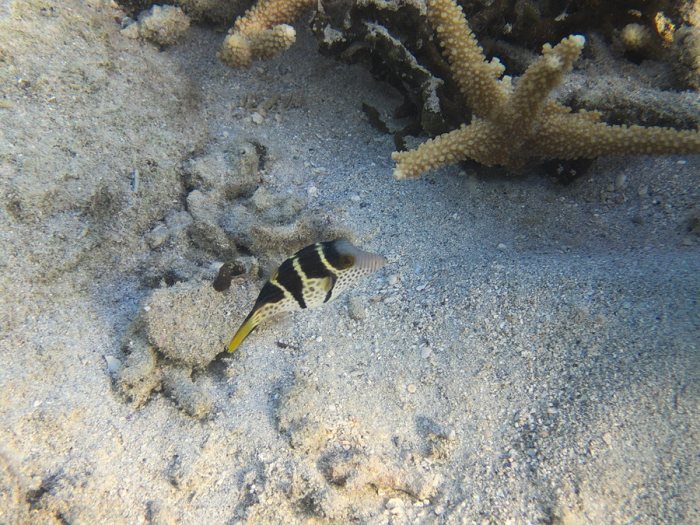 Canthigaster valentini