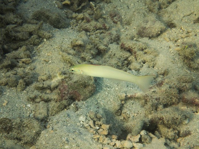 Ptereleotris microlepis