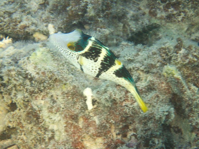 Canthigaster valentini