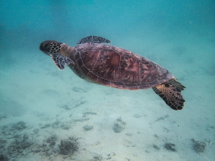 Chelonia mydas (tortue verte)