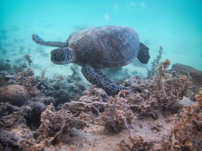 Chelonia mydas (tortue verte)