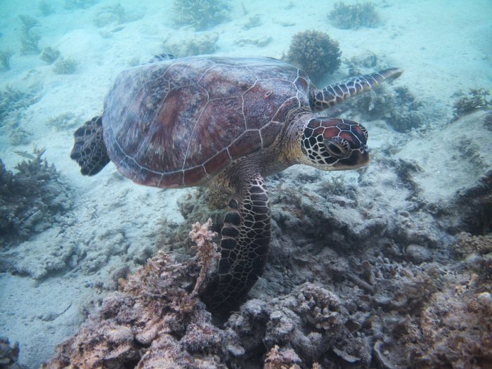 Chelonia mydas (tortue verte)