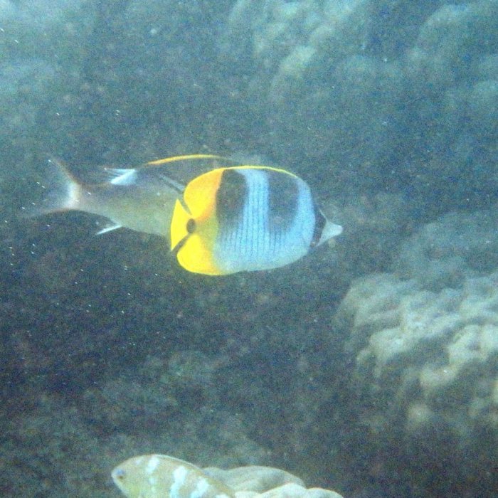 Chaetodon ulietensis