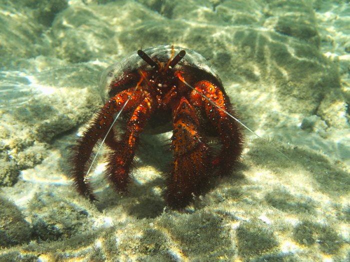 Dardanus megistos