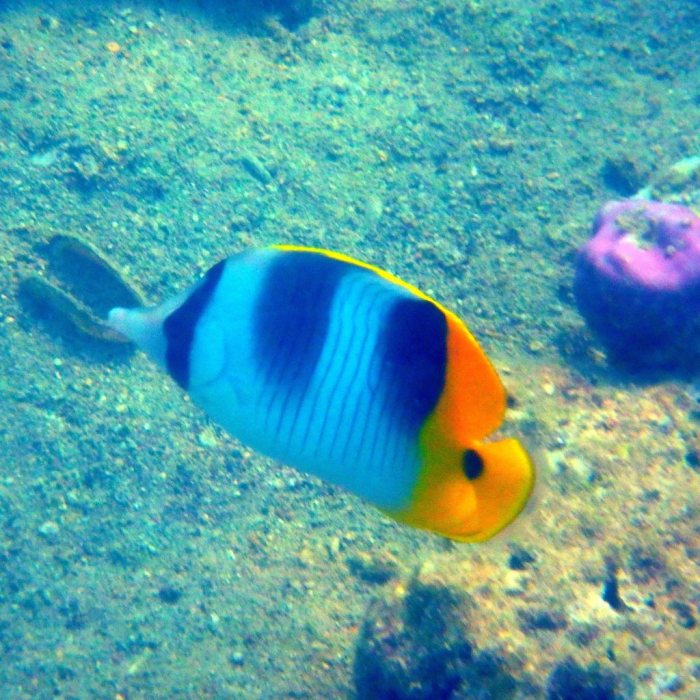 Chaetodon ulietensis