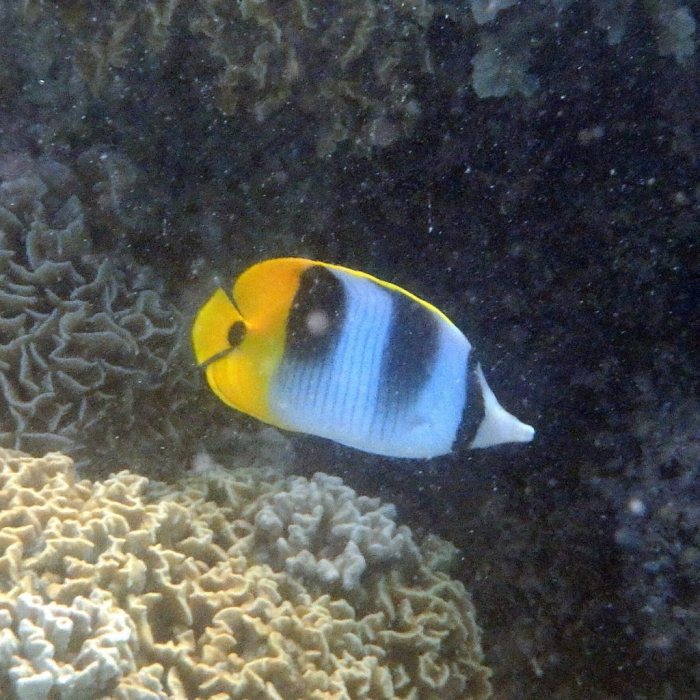 Chaetodon ulietensis