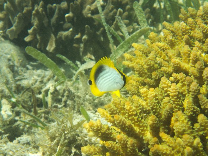 Chaetodon melannotus
